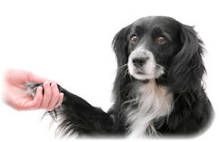 Dog Shaking Hand