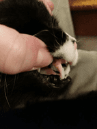 Dental Care for an Adorable, Grumpy Kitty - Quakertown Veterinary Clinic