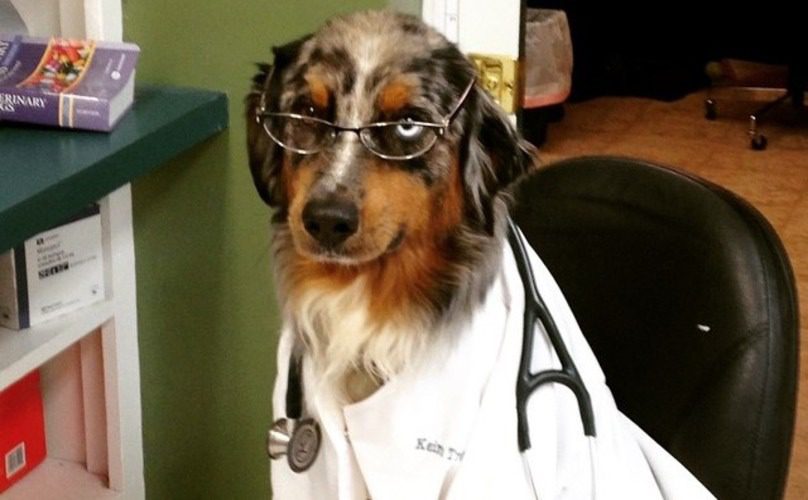 A dog in a vet outfit.