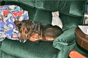Barney -- A Testament to a Great Friend and Pet - Quakertown Veterinary Clinic