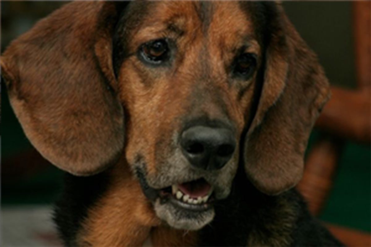 Read more about the article Barney — A Testament to a Great Friend and Pet