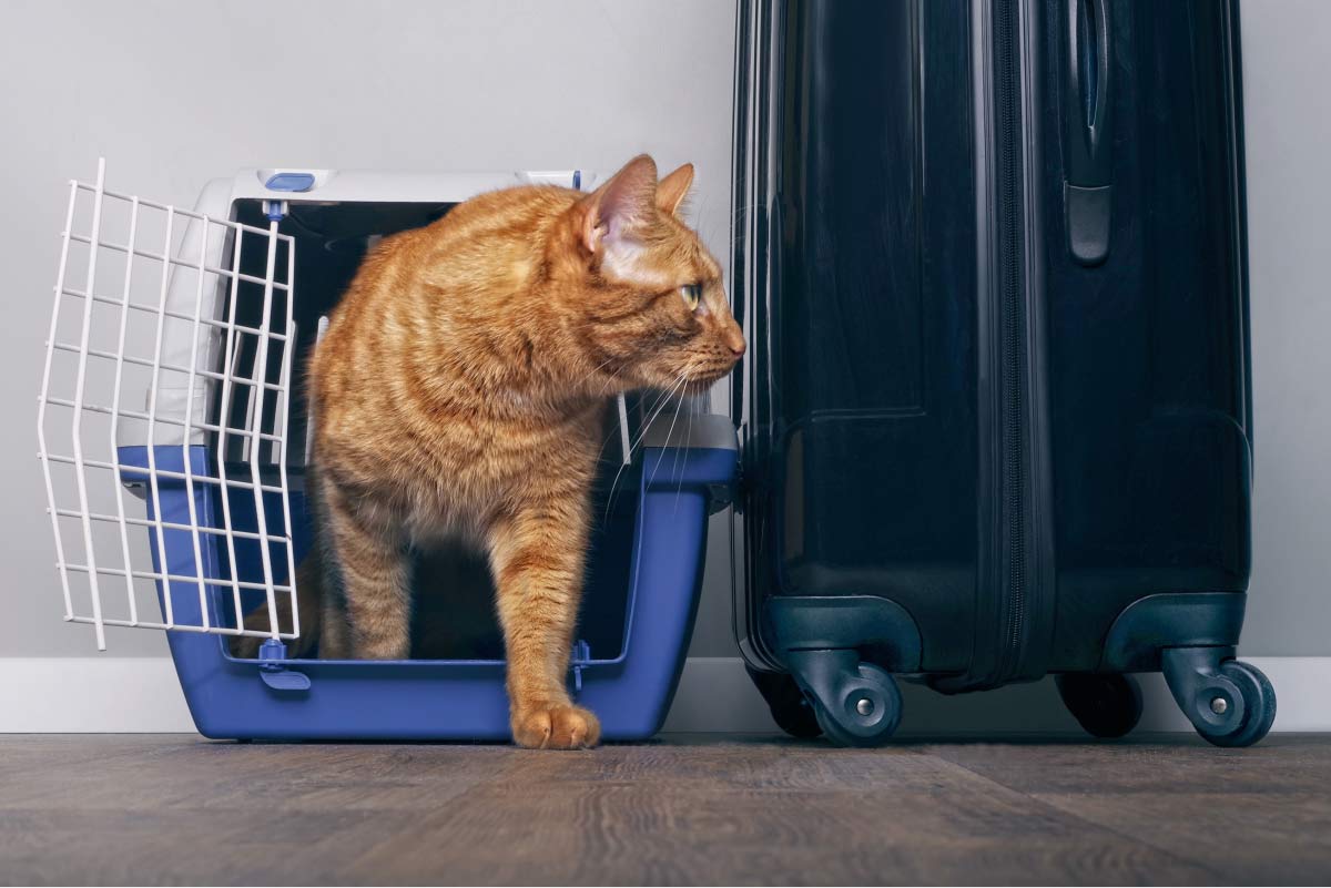 Purr-fect Adventures: Your Complete Guide For Traveling with A Cat Feline Friend Safely & Stress-Free