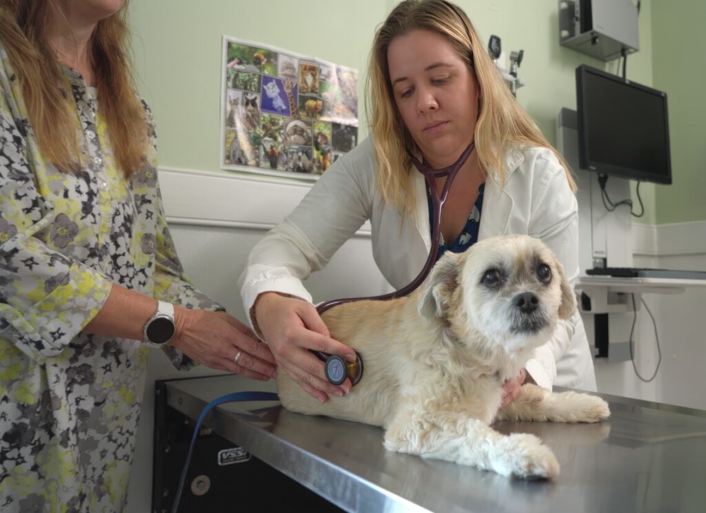 A vet listen to a dog's breathing.