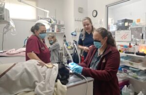 Elevating My Career with the Synergy of Surgery and Emergency Services - Quakertown Veterinary Clinic