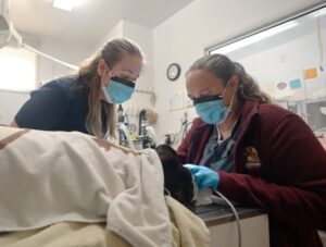 Elevating My Career with the Synergy of Surgery and Emergency Services - Quakertown Veterinary Clinic
