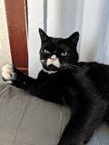 Dental Care for an Adorable, Grumpy Kitty - Quakertown Veterinary Clinic