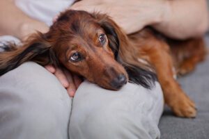 A sick dachshund lays on their owner's lap.