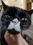 Dental Care for an Adorable, Grumpy Kitty - Quakertown Veterinary Clinic