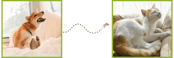 Prevention Offer - Quakertown Veterinary Clinic